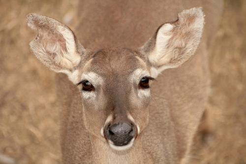 Fotografia de LUIS GERSY GONZALES - Galeria Fotografica: AQUELLOS QUE NO TIENEN VOZ II - Foto: 