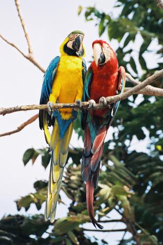 Fotografia de LUIS GERSY GONZALES - Galeria Fotografica: AQUELLOS QUE NO TIENEN VOZ II - Foto: GUACAMAYOS