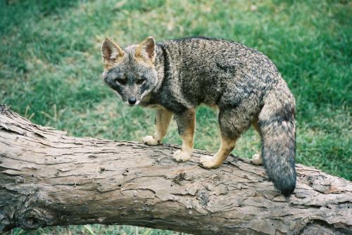 Fotografia de LUIS GERSY GONZALES - Galeria Fotografica: AQUELLOS QUE NO TIENEN VOZ II - Foto: ZORRO COSTE�O