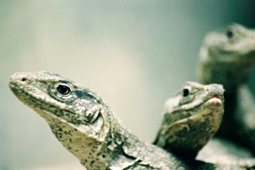 Fotografia de LUIS GERSY GONZALES - Galeria Fotografica: AQUELLOS QUE NO TIENEN VOZ II - Foto: IGUANA NEGRA