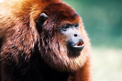 Fotografia de LUIS GERSY GONZALES - Galeria Fotografica: AQUELLOS QUE NO TIENEN VOZ II - Foto: MONO AULLADOR