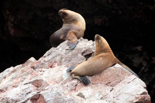 Fotografia de LUIS GERSY GONZALES - Galeria Fotografica: AQUELLOS QUE NO TIENEN VOZ II - Foto: LOBOS DE MAR