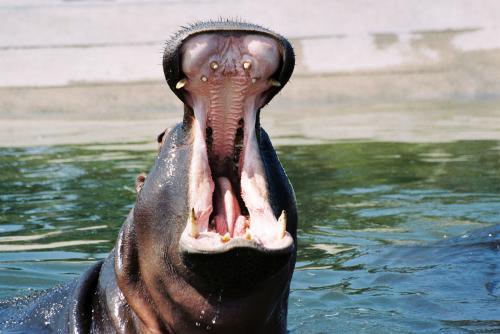 Fotografia de LUIS GERSY GONZALES - Galeria Fotografica: AQUELLOS QUE NO TIENEN VOZ III - Foto: HIPOPOTAMO