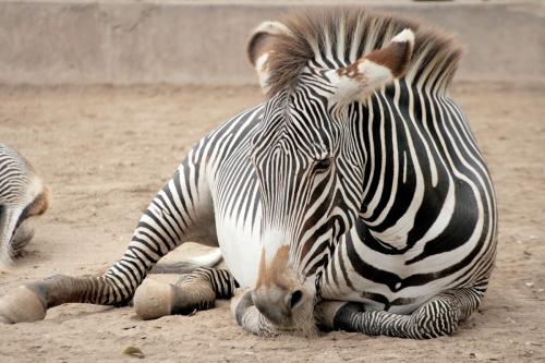 Fotografia de LUIS GERSY GONZALES - Galeria Fotografica: AQUELLOS QUE NO TIENEN VOZ III - Foto: CEBRA
