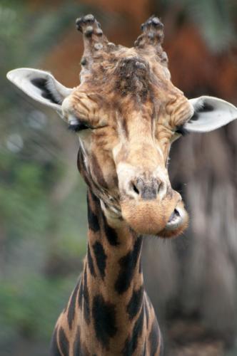 Fotografia de LUIS GERSY GONZALES - Galeria Fotografica: AQUELLOS QUE NO TIENEN VOZ III - Foto: EN BOCA LLENA...