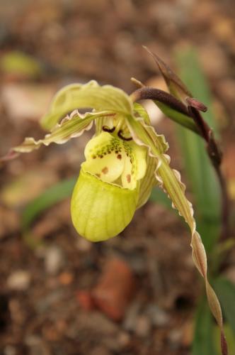 Fotografia de LUIS GERSY GONZALES - Galeria Fotografica: AQUELLOS QUE NO TIENEN VOZ III - Foto: 