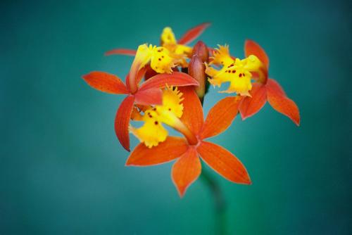 Fotografia de LUIS GERSY GONZALES - Galeria Fotografica: AQUELLOS QUE NO TIENEN VOZ III - Foto: 