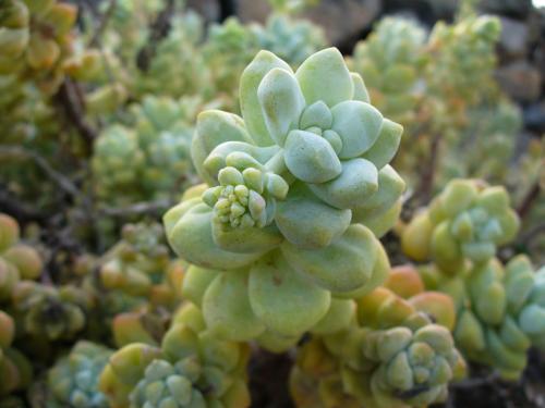 Fotografia de LUIS GERSY GONZALES - Galeria Fotografica: AQUELLOS QUE NO TIENEN VOZ III - Foto: 