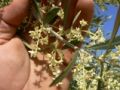 Fotos de Bonfil -  Foto: Olivos - Flor de olivo