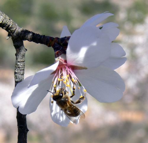 Fotografia de Bonfil - Galeria Fotografica: Olivos - Foto: Abeja y Flor