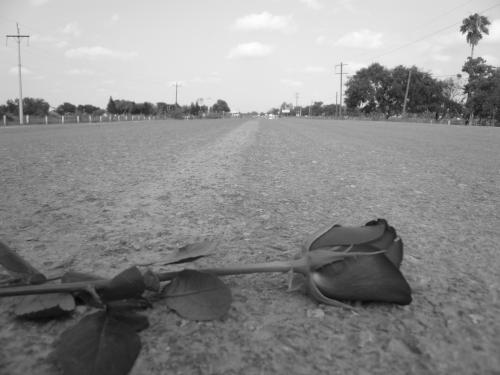 Fotografia de Roberto - Galeria Fotografica: Mis fotos - Foto: Rosa en la carretera