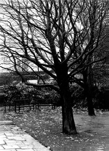 Fotografia de diony - Galeria Fotografica: Nostalgia - Foto: Autumn