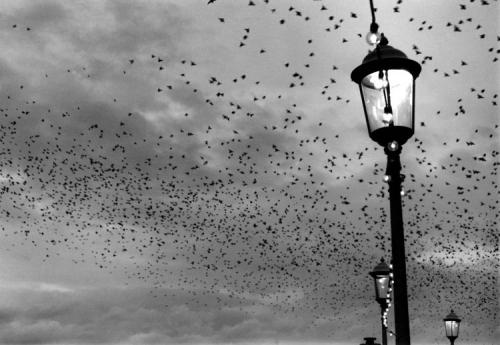 Fotografia de diony - Galeria Fotografica: Nostalgia - Foto: Fly