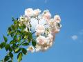 Foto de  BLEG SYS. - Galería: ROSAS - Fotografía: rosas en las nubes
