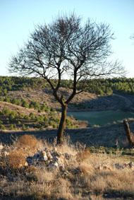 Fotografia de martagalis - Galeria Fotografica: Naturaleza Rural - Foto: El arbol de la vida