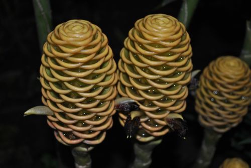 Fotografia de rockomexico - Galeria Fotografica: FLORES EXOTICAS - Foto: 