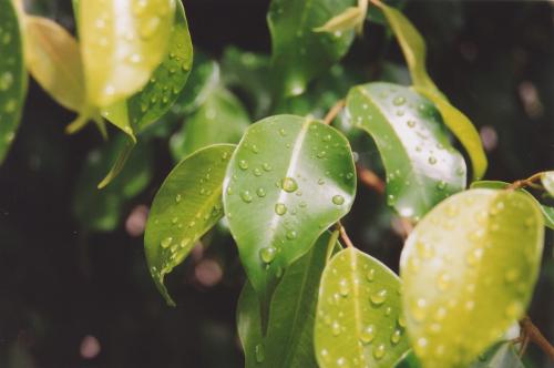 Fotografia de Melita - Galeria Fotografica: Color2 - Foto: Hojas