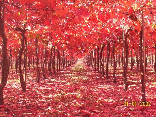 Fotografia de joseasddiaz - Galeria Fotografica: vi�as  y  su explendor - Foto: pasion de  oto�o