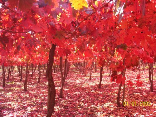 Fotografia de joseasddiaz - Galeria Fotografica: vi�as  y  su explendor - Foto: 