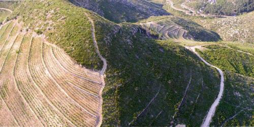 Fotografia de nikoclick - Galeria Fotografica: Vi�edos - Foto: Vi�edos 2