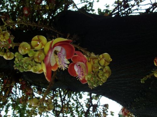 Fotografia de Makamoro - Galeria Fotografica: natural mente - Foto: 