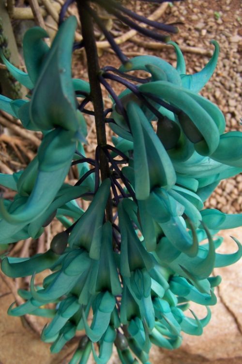 Fotografia de Makamoro - Galeria Fotografica: natural mente - Foto: 