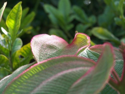 Fotografia de Makamoro - Galeria Fotografica: natural mente - Foto: 