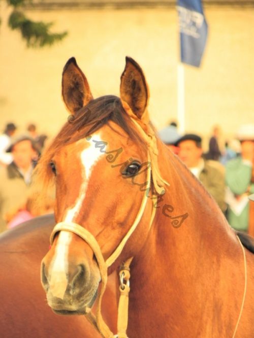 Fotografia de Masilures - Galeria Fotografica: Criollos - Foto: 