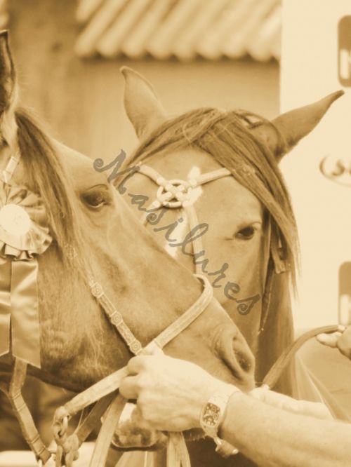 Fotografia de Masilures - Galeria Fotografica: Criollos - Foto: 