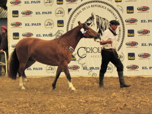 Fotografia de Masilures - Galeria Fotografica: Criollos - Foto: 