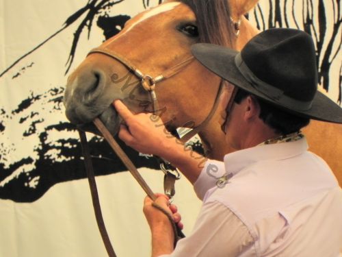 Fotografia de Masilures - Galeria Fotografica: Criollos - Foto: 