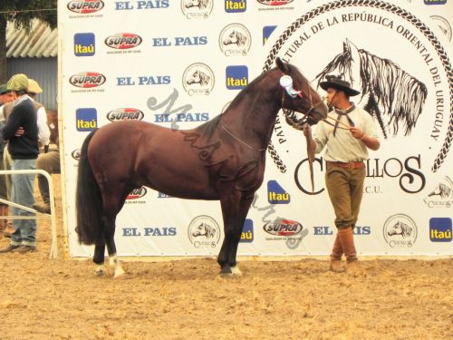 Fotografia de Masilures - Galeria Fotografica: Criollos - Foto: 