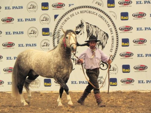 Fotografia de Masilures - Galeria Fotografica: Criollos - Foto: 