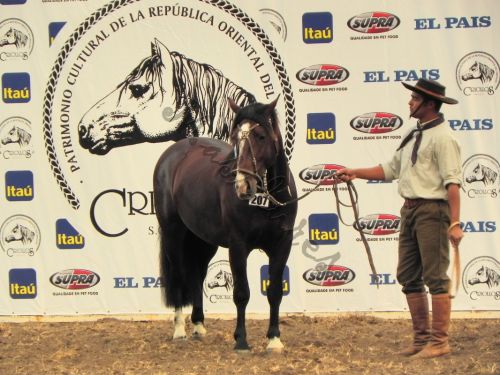 Fotografia de Masilures - Galeria Fotografica: Criollos - Foto: 