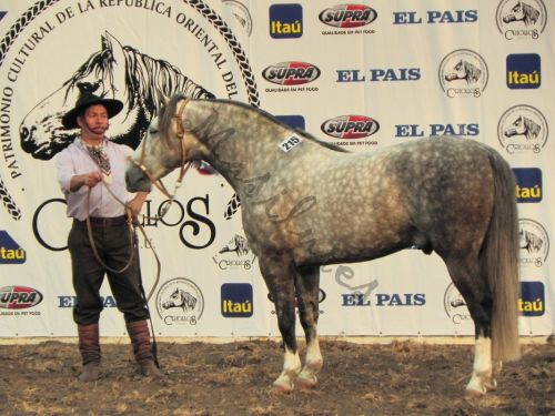 Fotografia de Masilures - Galeria Fotografica: Criollos - Foto: 