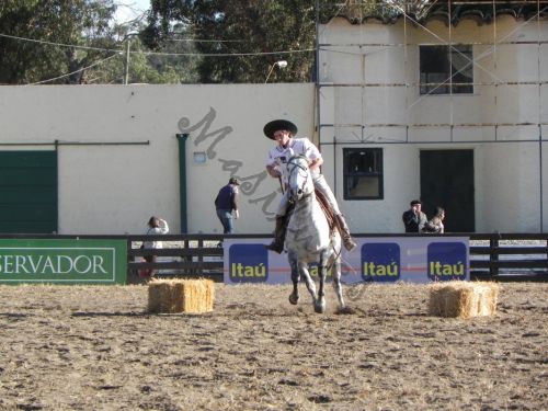 Fotografia de Masilures - Galeria Fotografica: Criollos - Foto: 