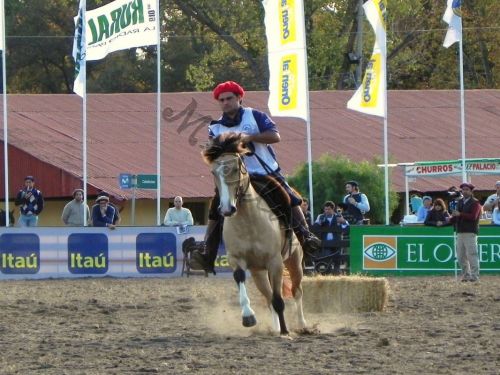 Fotografia de Masilures - Galeria Fotografica: Criollos - Foto: 