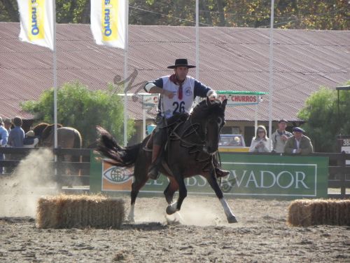 Fotografia de Masilures - Galeria Fotografica: Criollos - Foto: 