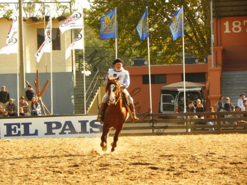 Fotografia de Masilures - Galeria Fotografica: Criollos - Foto: 