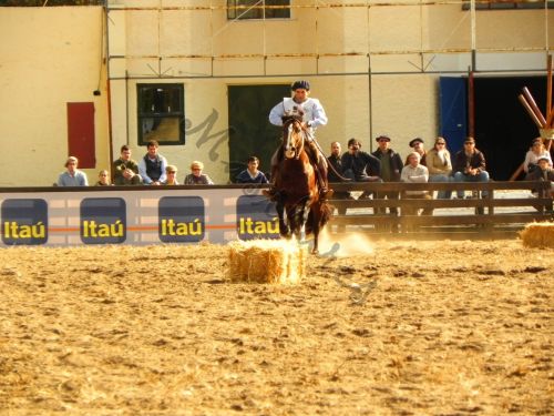 Fotografia de Masilures - Galeria Fotografica: Criollos - Foto: 