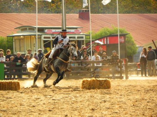 Fotografia de Masilures - Galeria Fotografica: Criollos - Foto: 