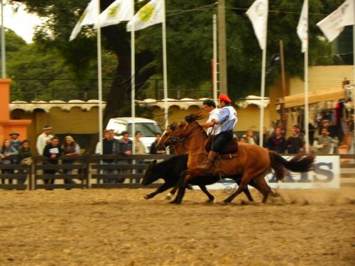 Fotografia de Masilures - Galeria Fotografica: Criollos - Foto: 