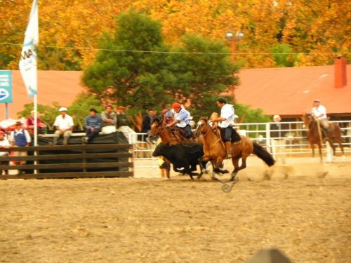 Fotografia de Masilures - Galeria Fotografica: Criollos - Foto: 