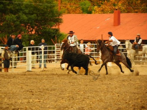 Fotografia de Masilures - Galeria Fotografica: Criollos - Foto: 