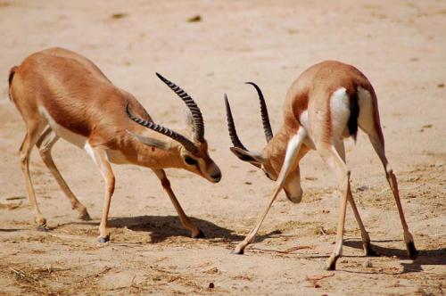 Fotografia de NIQUI - Galeria Fotografica: Animales - Foto: Lucha Simtrica