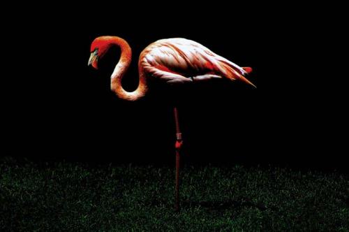 Fotografia de NIQUI - Galeria Fotografica: Animales - Foto: Flamenco Espaol