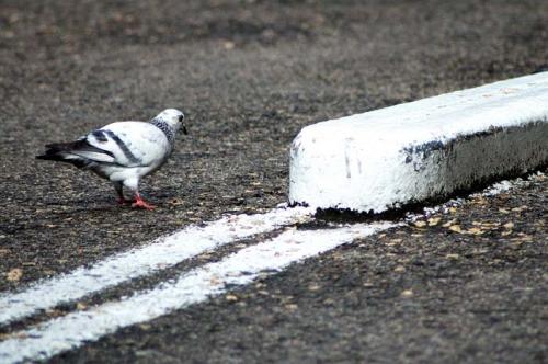 Fotografia de NIQUI - Galeria Fotografica: Animales - Foto: Paloma Urbana