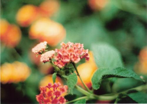 Fotografia de srpeaton - Galeria Fotografica: Primeras Practicas - Foto: Flor