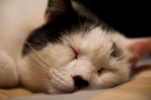 Fotografia de joana roch - Galeria Fotografica: Coses - Foto: 