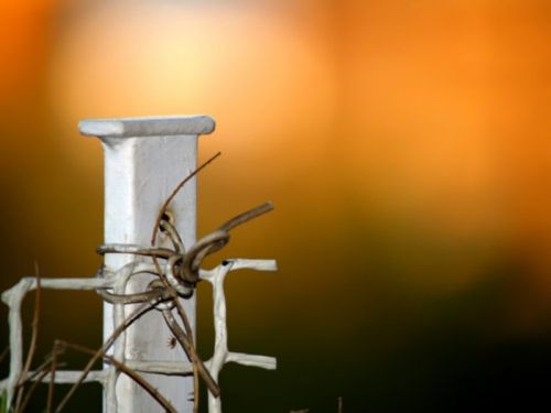 Fotografia de joana roch - Galeria Fotografica: Coses - Foto: 